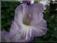 white purple gladious flower