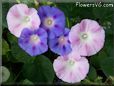 morning glory flowers