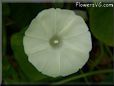 white morning glory flower