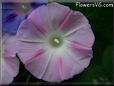 pink morningglory flower