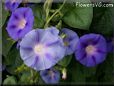 morning glory flowers