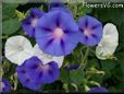 morning glory flowers