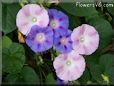 morning glory flowers