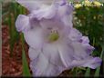 white purple gladious flower