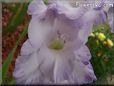 white purple gladious flower