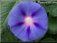 morning glory flower