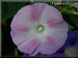 pink morningglory flower