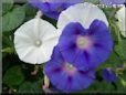 morning glory flowers