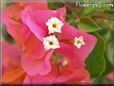 bougainvillea  flower