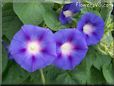 morning glory flowers