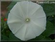 white morning glory flower