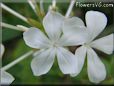 white plumbago flower