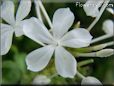 white plumbago flower