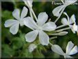 white plumbago flower