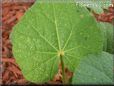 hollyhock leaf