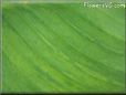 canna leaf