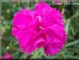 light purple carnation flower