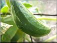 odd shaped cucumber