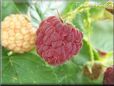red raspberry pictures