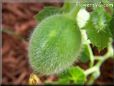 small cantaloupe melon