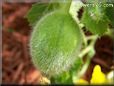 small cantaloupe melon