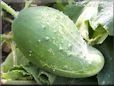 odd shaped cucumber