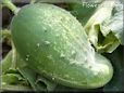 odd shaped cucumber