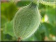 small cantaloupe melon