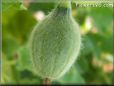 small cantaloupe melon