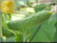 small cucumber