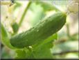 small cucumber