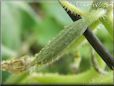 small cucumber