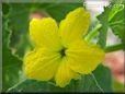 honeydew melon flower