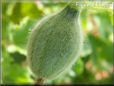 small cantaloupe melon