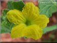 honeydew melon flower