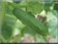 small cucumber