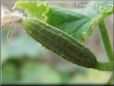 small cucumber