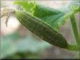 small cucumber