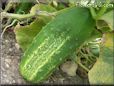 large cucumber