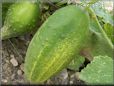 large cucumber