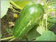 very large cucumber