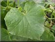 cucumber leaf