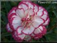 white light purple carnation flower