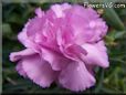 white pink carnation flower