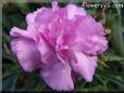white pink carnation flower