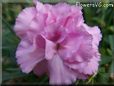white pink carnation flower