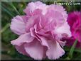 white pink carnation flower