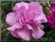 white pink carnation flower