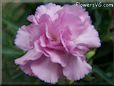 white pink carnation flower