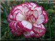 white light purple carnation flower